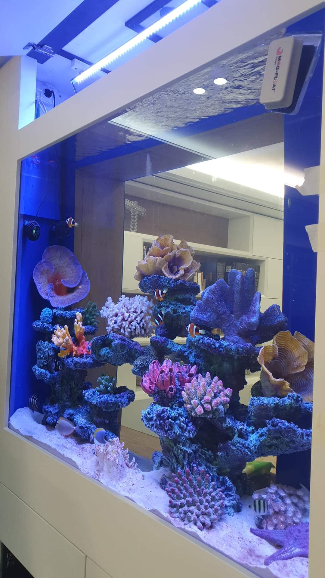 אקווריום מים מלוחים ברעננה